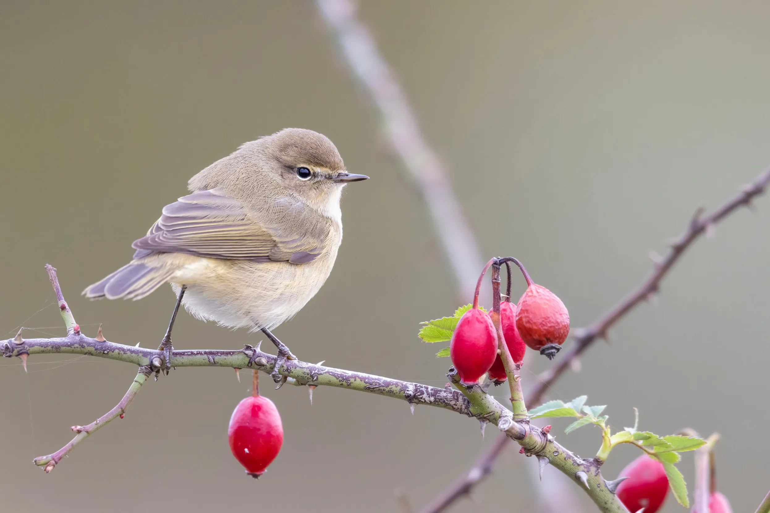 Small Chiffchaff perched on a thin branch with red berries